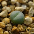 1Pcs A Set Conophytum minutum nudum Mini Plant ProQgf