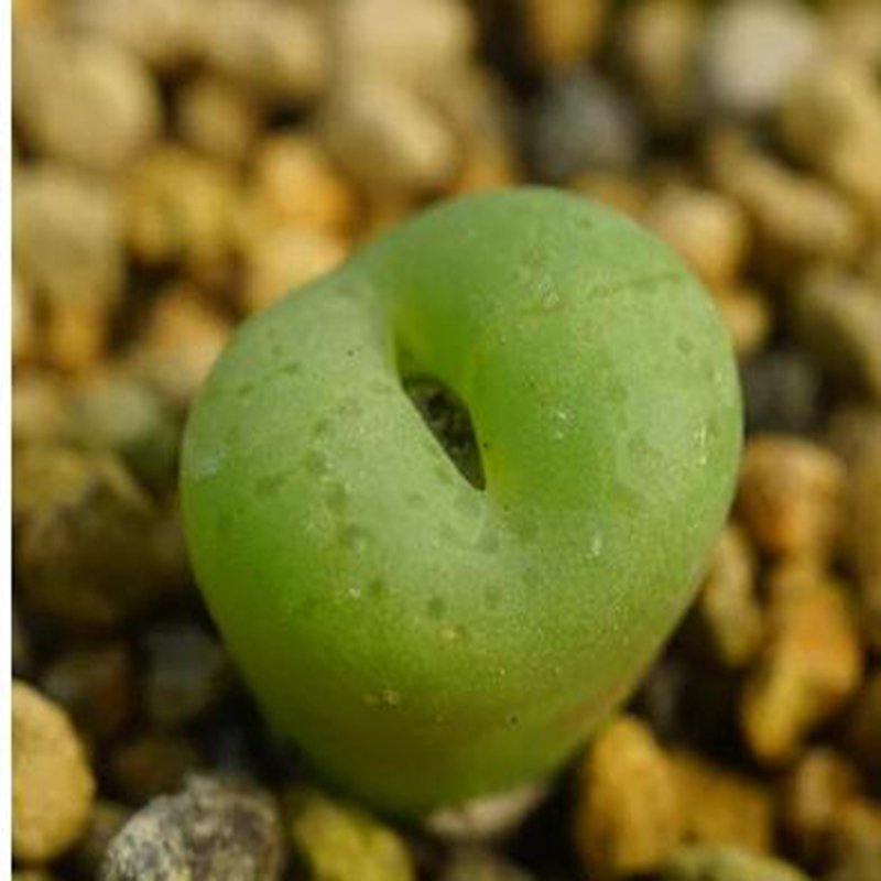 1Pcs A Set Conophytum lambertense Mini Plant ProQgf