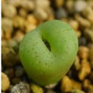 1Pcs A Set Conophytum lambertense Mini Plant ProQgf