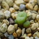 1Pcs A Set Conophytum piluliforme Blouhuis Mini Plant ProQgf