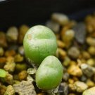 1Pcs A Set Conophytum Aneysberg Mini Plant ProQgf