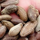 100Pcs A Set Trichosanthes kirilowii seed ProQgf