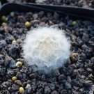 1Pcs A Set Mammillaria plumosa  Mini Plant ProQgf
