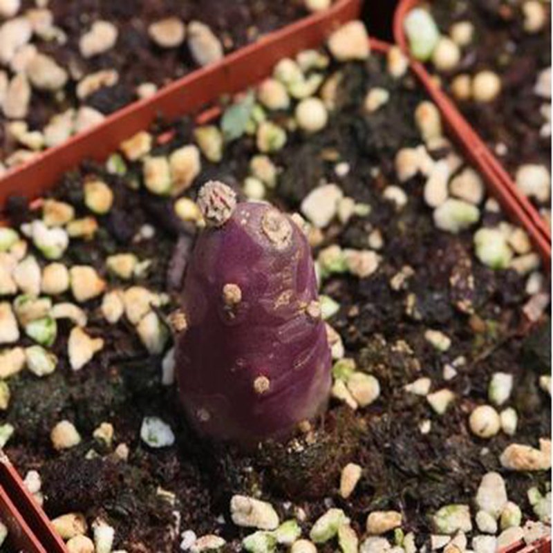 1Pcs A Set Tephrocactus Mini Plant ProQgf