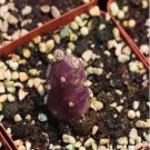 1Pcs A Set Tephrocactus Mini Plant ProQgf