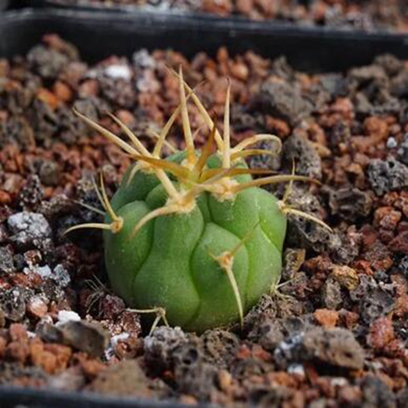1Pcs A Set Gymnocalycium bayrianum  Mini Plant ProQgf
