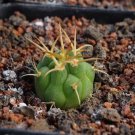 1Pcs A Set Gymnocalycium bayrianum  Mini Plant ProQgf