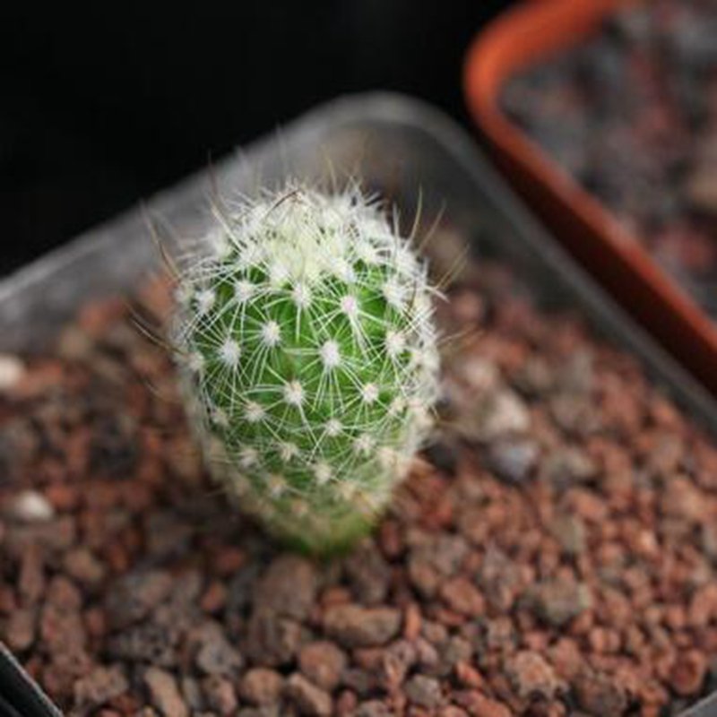 1Pcs A Set Echinofossulocactus albatus Mini Plant ProQgf