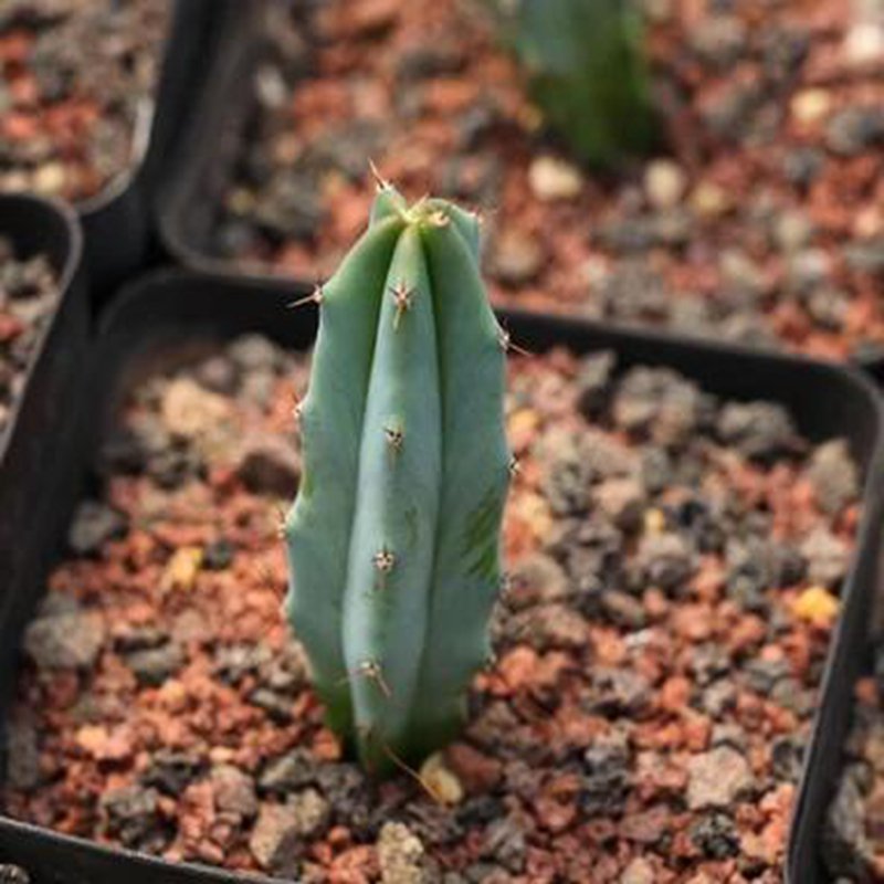 1Pcs A Set Myrtillocactus geometrizans Mini Plant ProQgf