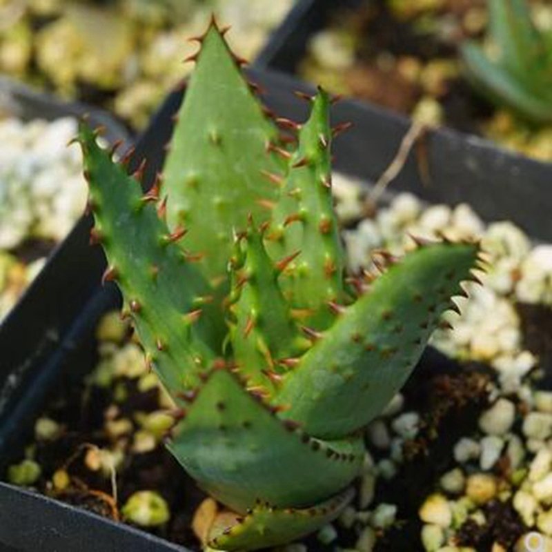 1Pcs A Set Aloe broomii Mini Plant ProQgf