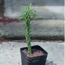 1Pcs A Set Euphorbia clandestina Mini Plant ProQgf
