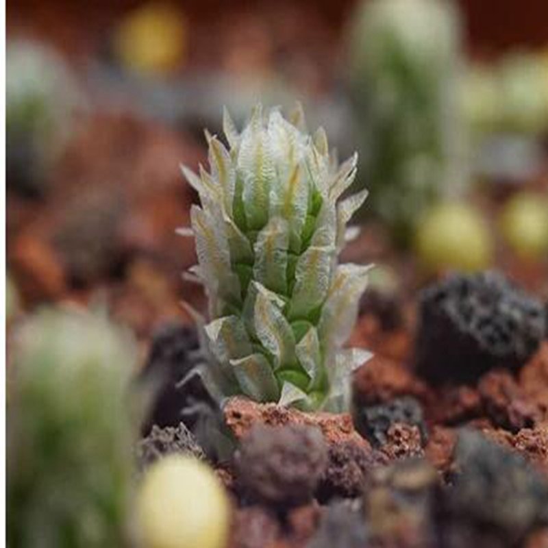 1Pcs A Set Avonia recurvata Mini Plant ProQgf