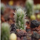 1Pcs A Set Avonia recurvata Mini Plant ProQgf
