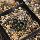 1Pcs A Set Mammillaria ginsa Mini Plant ProQgf