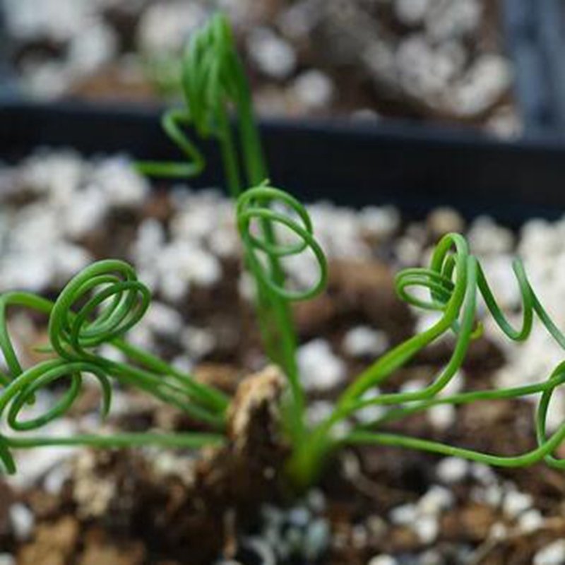 1Pcs A Set Albuca namaquensis  Mini Plant ProQgf