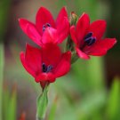 1Pcs A Set Babiana villosa Mini Plant ProQgf