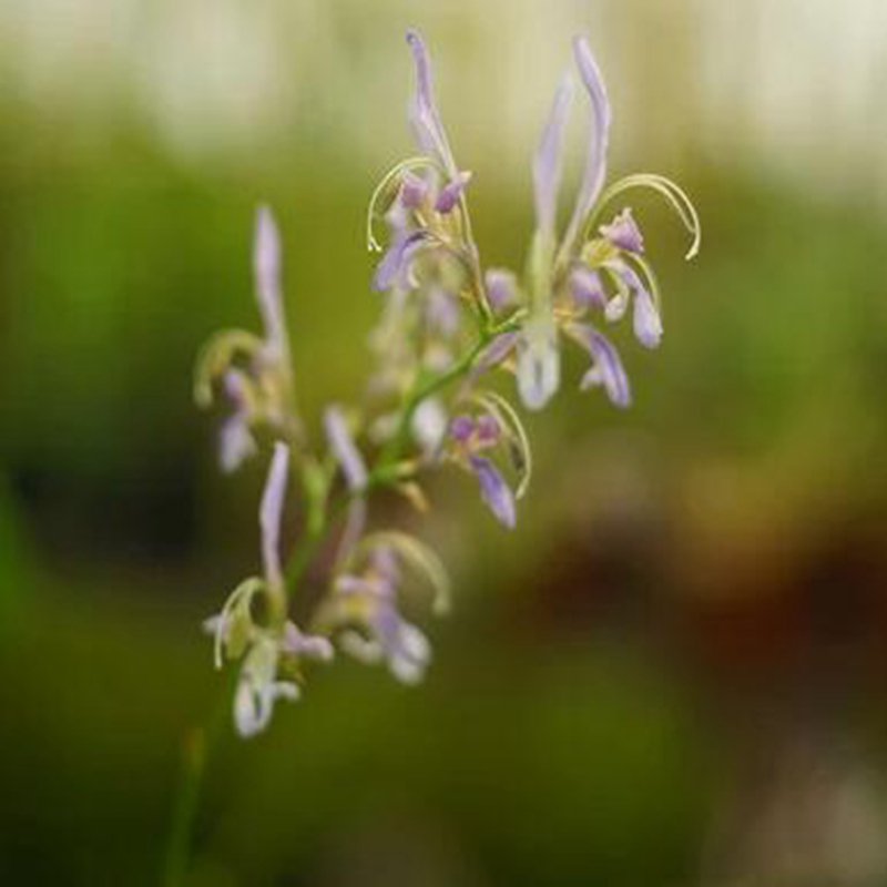1Pcs A Set Babiana sinuata Mini Plant ProQgf