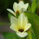 1Pcs A Set Babiana pygmaea Mini Plant ProQgf