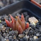 1Pcs A Set Haworthia cooperi var. leightonii Mini Plant ProQgf