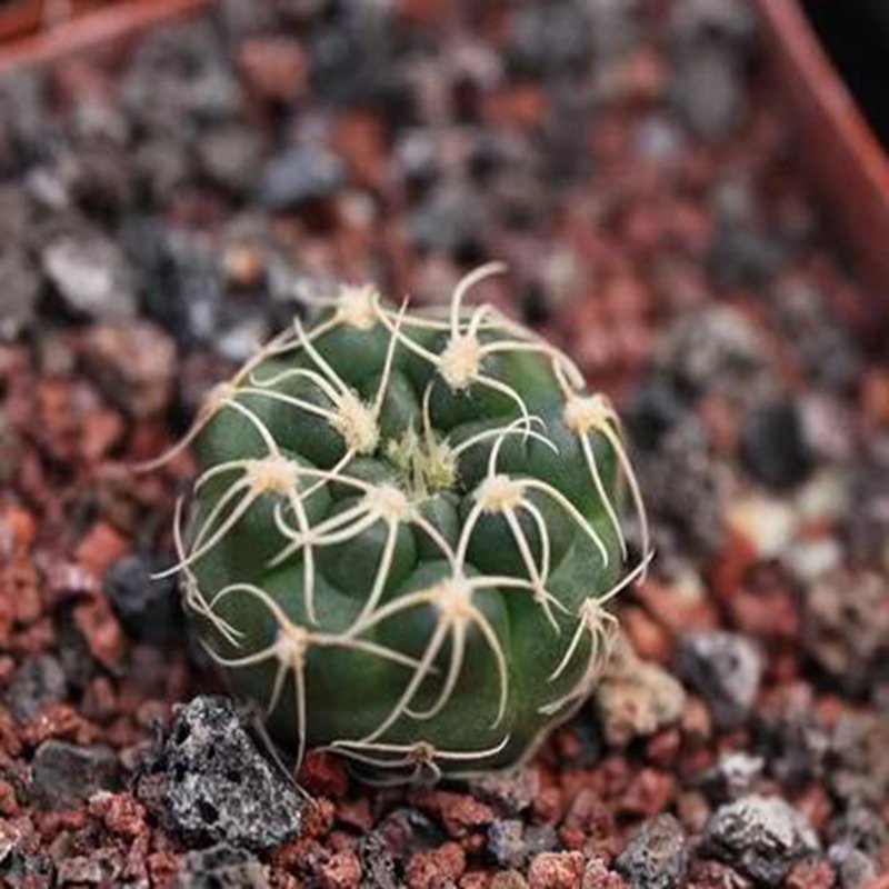 1Pcs A Set Gymnocalycium capillaense Mini Plant ProQgf
