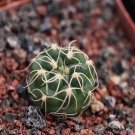 1Pcs A Set Gymnocalycium capillaense Mini Plant ProQgf