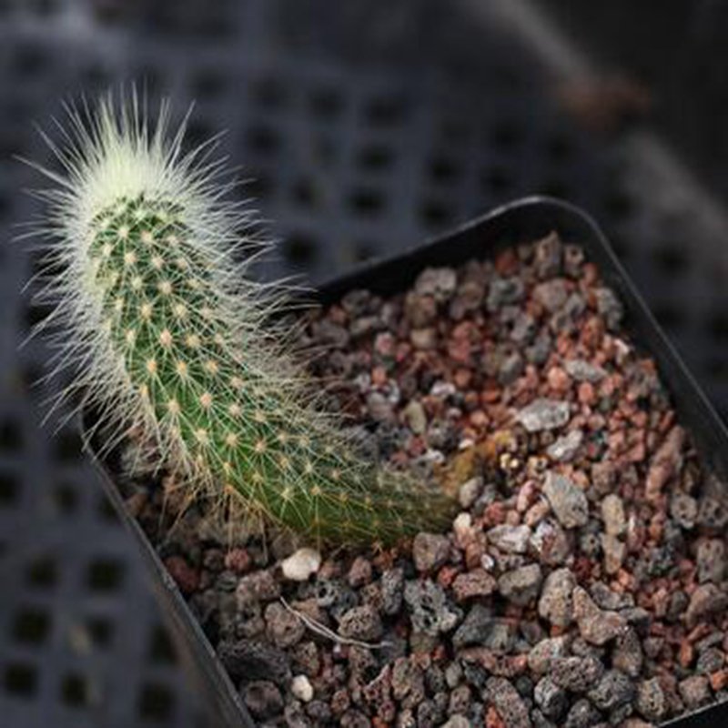 1Pcs A Set Micranthocereus streckeri  Mini Plant ProQgf