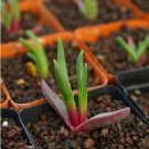 1Pcs A Set Cheiridopsis purpurancens Mini Plant ProQgf