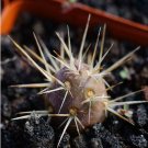 1Pcs A Set Tephrocactus neuquensis Mini Plant ProQgf