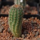 1Pcs A Set Lobivia amblayensis var. albispina Mini Plant ProQgf