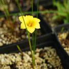 1Pcs A Set Romulea hirta Mini Plant ProQgf