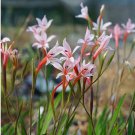 1Pcs A Set Gladiolus miniatus  Mini Plant ProQgf