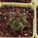 1Pcs A Set Gymnocalycium nigriareolatum Mini Plant ProQgf