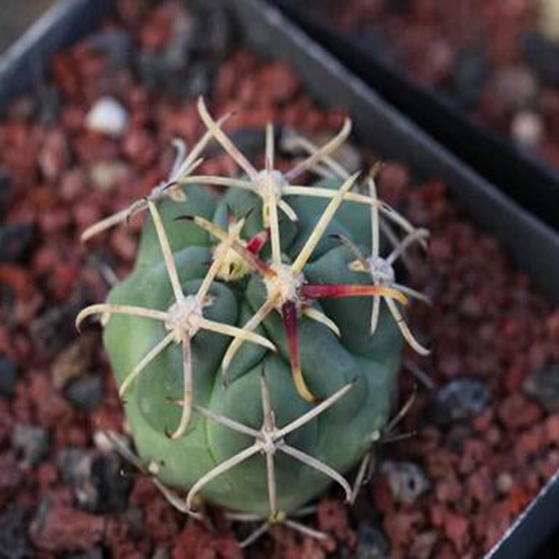 1Pcs A Set Glandulicactus mathssoni Mini Plant ProQgf