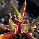 1Pcs A Set Glottiphyllum peersii Willowmore Mini Plant ProQgf