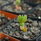 1Pcs A Set  Braunsia apiculata Konstabel Mini Plant ProQgf