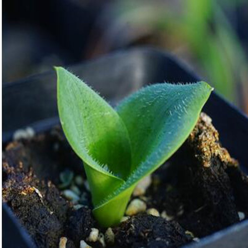 1Pcs A Set Massonia echinata Mini Plant ProQgf