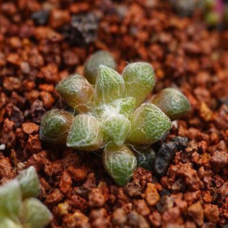1Pcs A Set Anacampseros arachnoides  Mini Plant ProQgf