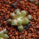 1Pcs A Set Anacampseros arachnoides  Mini Plant ProQgf