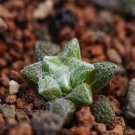 1Pcs A Set Anacampseros filamentosa Zebrafontein  Mini Plant ProQgf