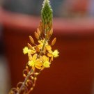 1Pcs A Set Bulbine fruticosa Hallmarks Mini Plant ProQgf