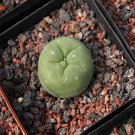 1Pcs A Set L. diffusa  Mini Plant ProQgf
