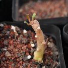 1Pcs A Set Frerea indica Mini Plant ProQgf