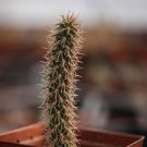 1Pcs A Set Cylindropuntia spinosio Mini Plant ProQgf