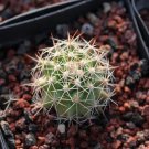 1Pcs A Set Mammillaria mammillaris Cepita  Mini Plant ProQgf