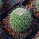 1Pcs A Set Mammillaria meyranii Mini Plant ProQgf