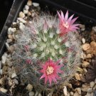 1Pcs A Set Mammillaria bocasana Mini Plant ProQgf