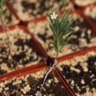 1Pcs A Set Talinum sp  Mini Plant ProQgf