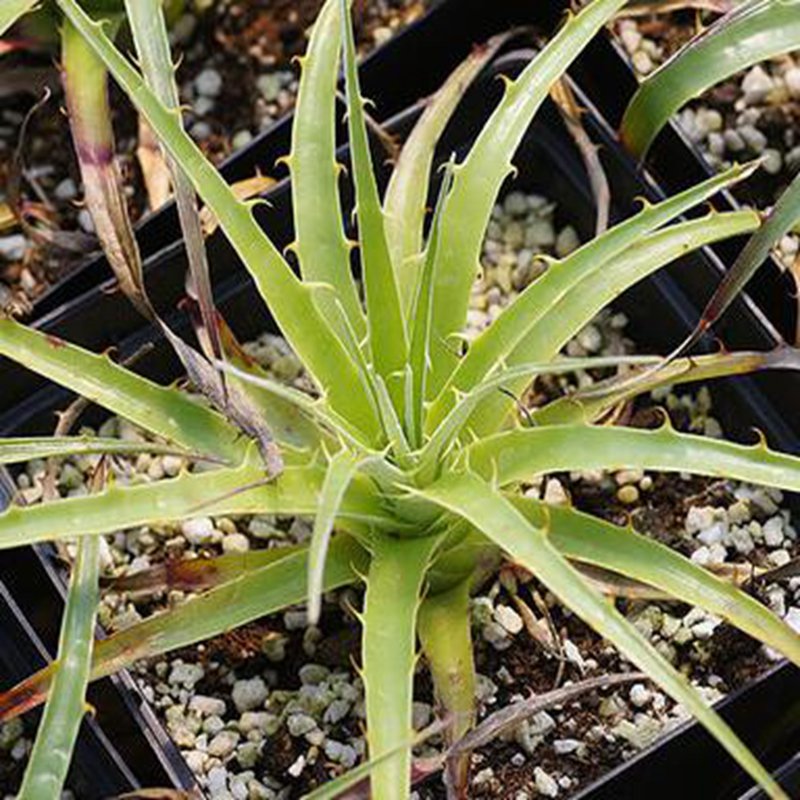 1Pcs A Set Puya berteroniana Mini Plant ProQgf