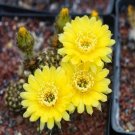 1Pcs A Set Lobivia tiegeliana var. xanthinantha  Mini Plant ProQgf