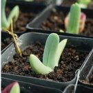 1Pcs A Set Cheiridopsis denticulata Mini Plant ProQgf
